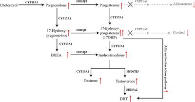 Genotype-phenotype correlation in patients with 21-hydroxylase deficiency